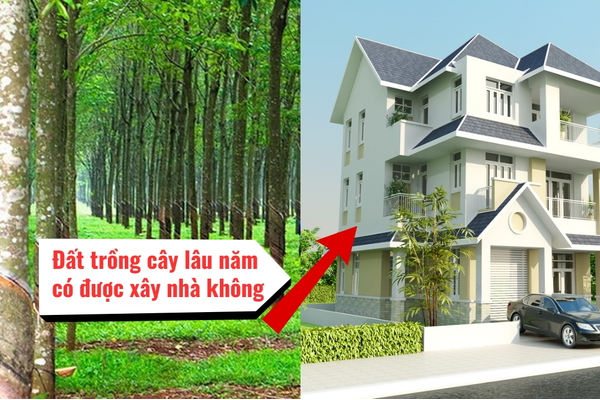 Hỏi đáp: Đất trồng cây lâu năm có được xây nhà không