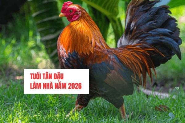 Tuổi Tân Dậu xây nhà 2026 có hợp không? – Cẩn trọng để tránh vận hạn