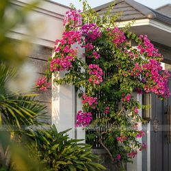 Thiết kế nhà mái nhật hiện đại 1 tầng 4 phòng ngủ 9x19m NP2364