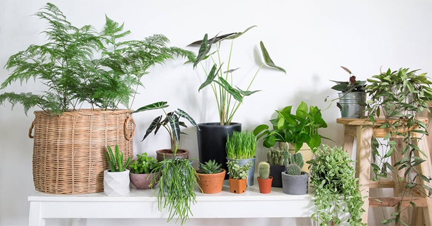 Trồng cây hợp 12 con giáp trong năm Quý Mão 2023