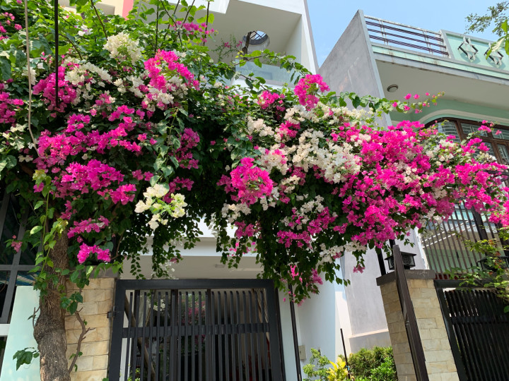 Chùm hoa giấy tươi tắn mang hàm ý sum vầy, hạnh phúc