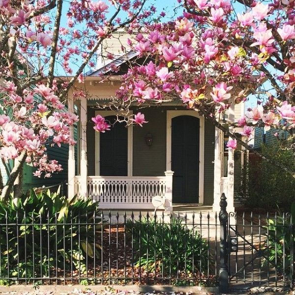 Hoa mộc lan đại diện cho sự quyền quý và giàu sang