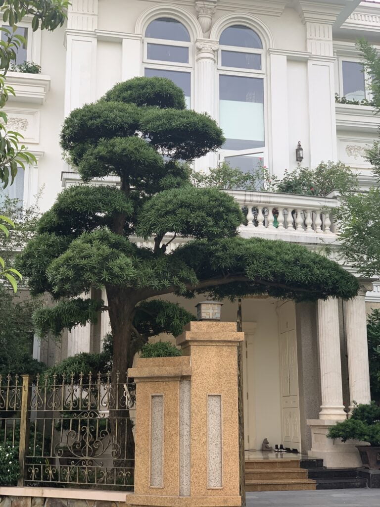 Tùng la hán đại diện cho sức sống mãnh liệt 