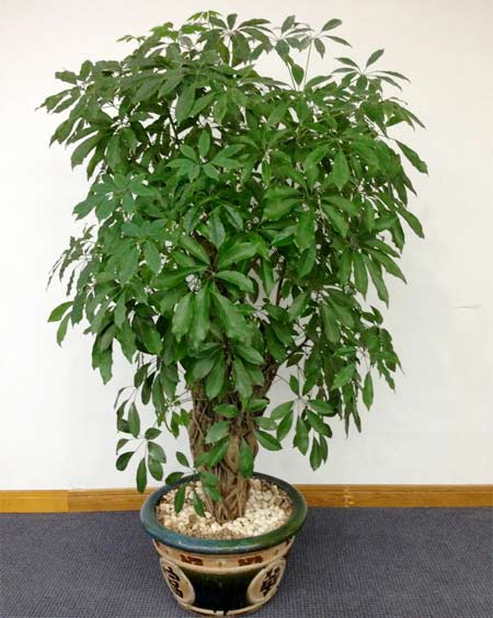 Cây ngũ gia bì trồng trước nhà tượng trưng cho sự trường thọ 