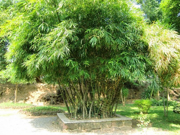 Trúc phật bà