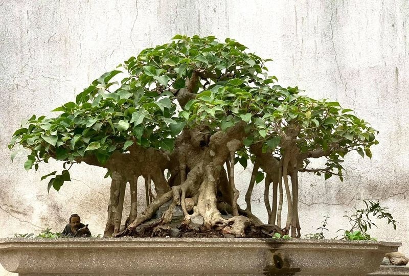Cây bồ đề