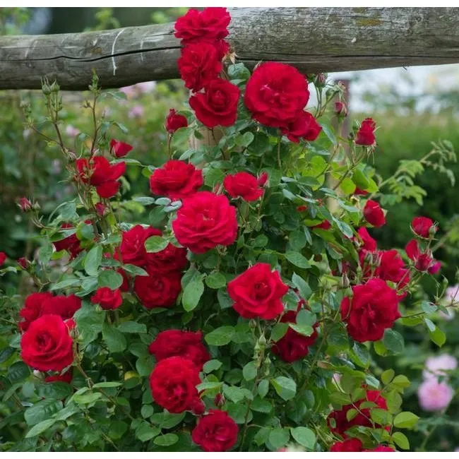 Tác dụng của sân vườn nhỏ sau nhà