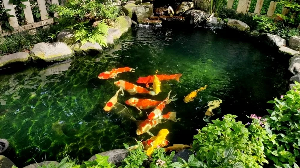 Xây dựng hồ cá koi theo đúng nguyên tắc