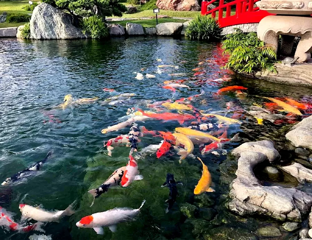 Xung quanh hồ cá koi là những bụi cây xanh, hoa lá rực rỡ, tạo nên một khung cảnh thiên nhiên tươi đẹp