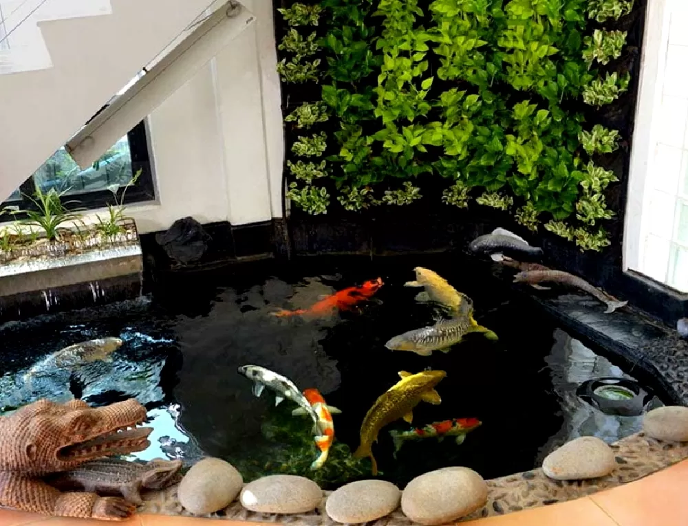  Bể nuôi nhiều cá koi với đủ màu sắc rực rỡ, tạo nên một bức tranh sinh động và thu hút ánh nhìn.