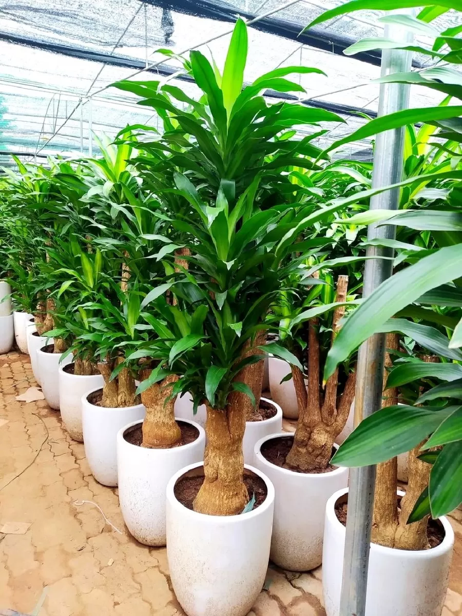 Cây thiết mộc lan được chọn nhiều làm cây trồng trong nhà