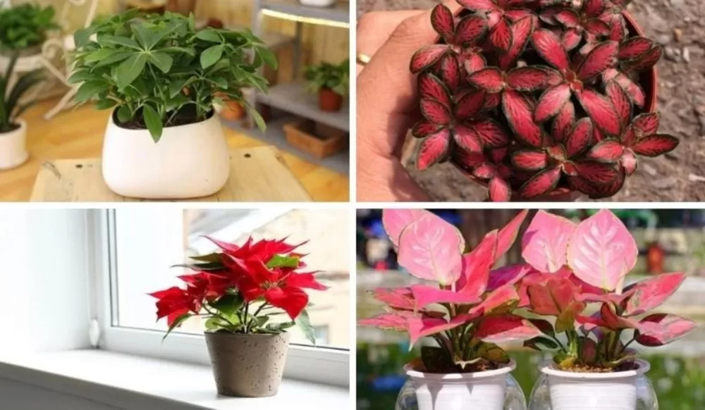 Cây xanh phong thủy phòng khách cho người mệnh hỏa