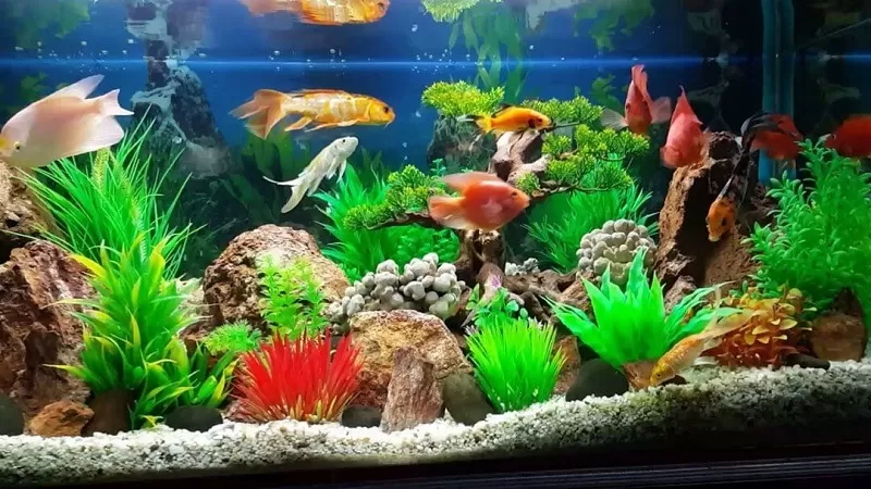 Mệnh hỏa đặt bể cá hướng nào