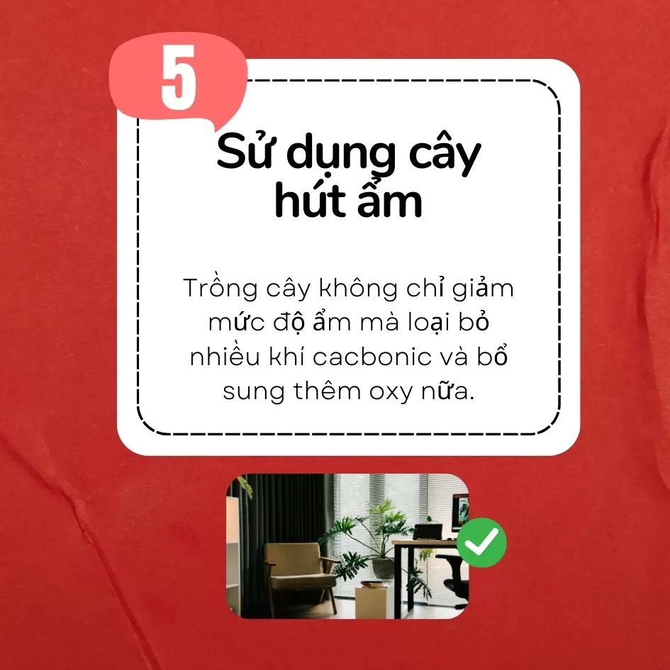 Sử dụng cây hút ẩm