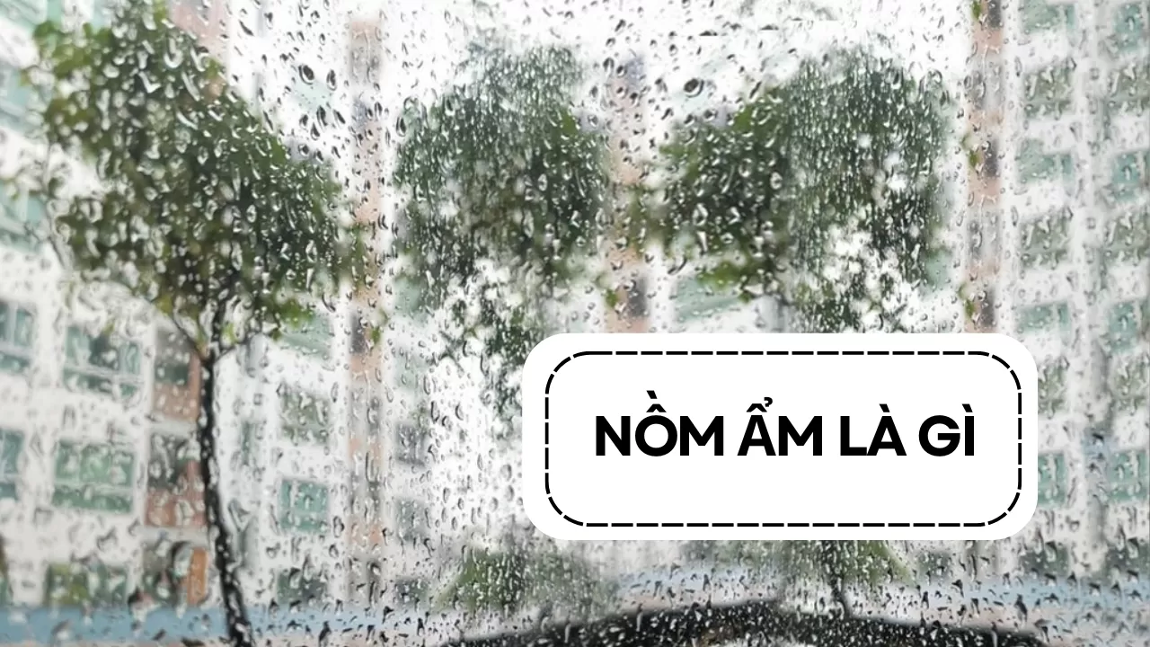 Nồm ẩm là gì