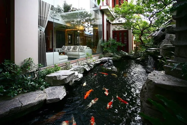 Hồ cá biến tấu hình bán nguyệt và ô van