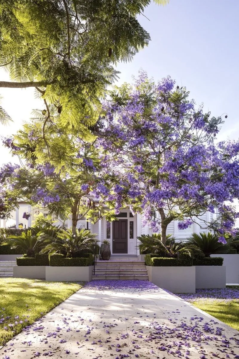 Cây bằng lăng tím với vẻ đẹp lãng mạn, hút mắt